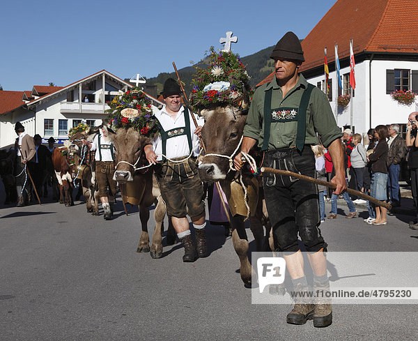 Ceremonial driving down of cattle from the mountain pastures  returning of the cattle to their respective owners  decorated cows  Pfronten  Ostallgaeu district  Allgaeu region  Swabia region  Bavaria  Germany  Europe