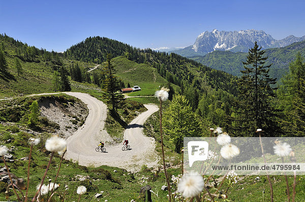 Mountain bikers  downhill to Kreuzangeralm  Mt. Wilder Kaiser at back  in Tyrol  Austria  Reit im Winkl  Bavaria  Germany  Europe