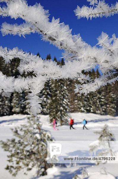 Snowshoers  Hemmersuppenalm mountain pasture  Reit im Winkl  Bavaria  Germany  Europe