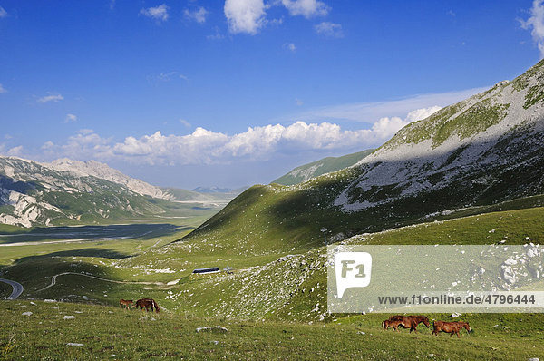 Transhumanz  verwilderte Pferde  Campo Imperatore  Nationalpark Gran Sasso  Abruzzen  Italien  Europa