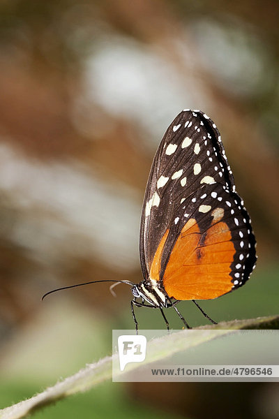 Monarchfalter (Danaus plexippus)
