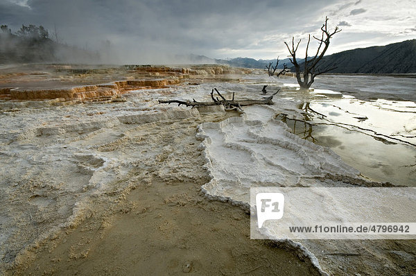 Kalkstein-Terrassen von Mammoth Hot Springs  Yellowstone Nationalpark  Wyoming  USA  Nordamerika