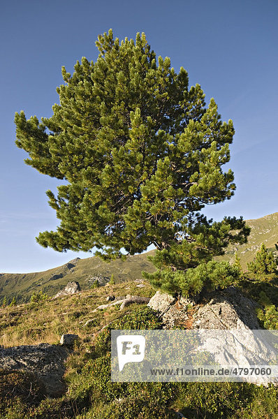 Zirbe  Zirbelkiefer (Pinus cembra)  Nationalpark Nockberge  Kärnten  Österreich  Europa