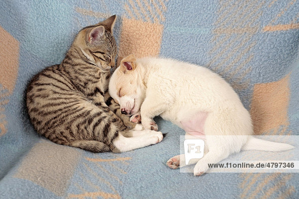 Welpe und Kätzchen schlafen friedlich nebeneinander