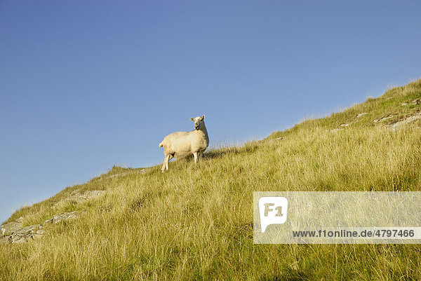 Neugieriges Schaf auf steiler Weide  Torr Head  County Antrim  Nordirland  Großbritannien  Europa