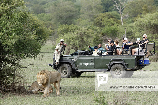 Safari  tourists in an open landrover watching a lion (Panthera leo)  Kruger National Park  South Africa  Africa