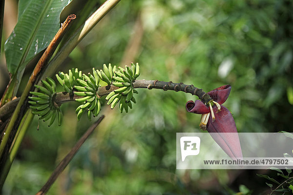 Banane (Musa x paradisiaca)  Früchte und Blüte  Singapur  Asien