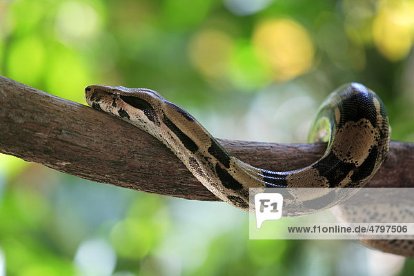 Königsboa (Boa constrictor constrictor)  Alttier im Baum  Venezuela  Südamerika