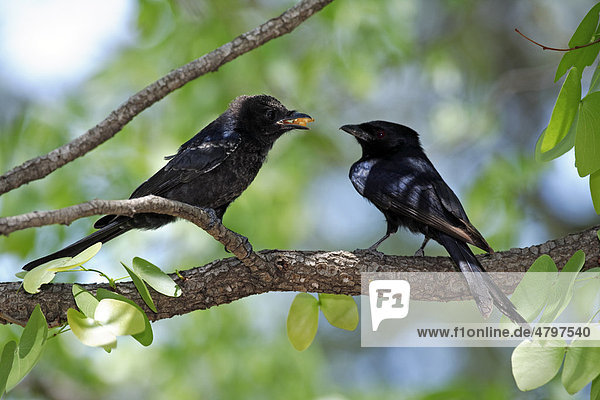 Trauerdrongo (Dicrurus adsimilis)  Altvogel füttert Jungvogel im Baum  Krüger Nationalpark  Südafrika  Afrika