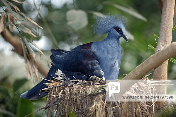 Krontaube (Goura cristata)  Altvogel brütet auf dem Nest  Neuguinea  Pazifik