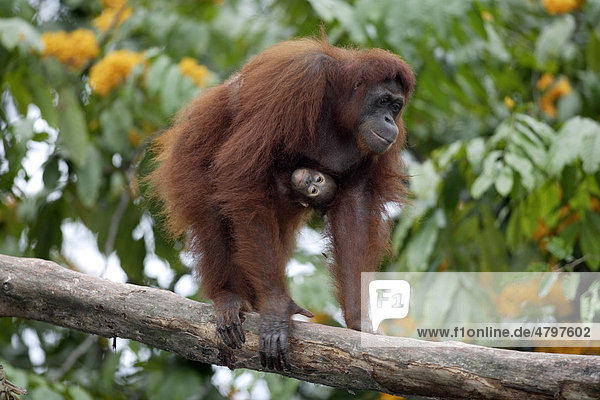 Borneo Orangutan (Pongo pygmaeus) female adult with young in a tree Asia
