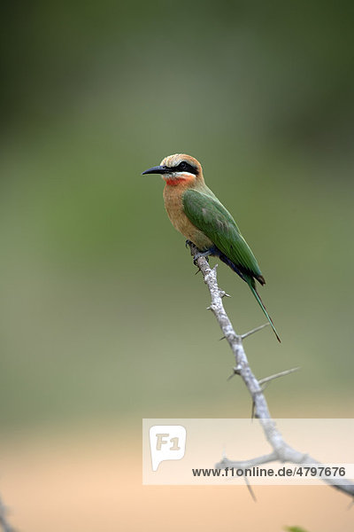 Weißstirnspint (Merops bullockoides)  Altvogel auf Zweig  Krüger Nationalpark  Südafrika  Afrika