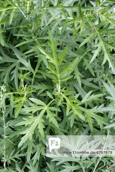 Wermut oder Wermutkraut (Artemisia absinthium L.)