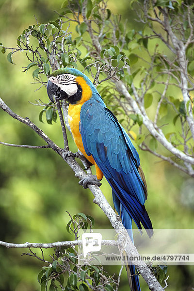 Gelbbrustara (Ara ararauna)  Alttier auf Ast  Pantanal  Brasilien  Südamerika