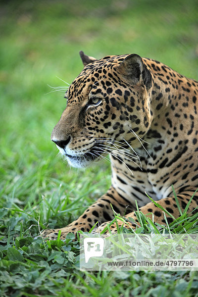 Jaguar (Panthera onca)  männliches Alttier  Pantanal  Brasilien  Südamerika