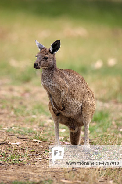 Westliches Graue Riesenkänguru (Macropus fuliginosus fuliginosus)  Unterart der Känguru-Insel  Alttier  Känguru-Insel  South Australia  Australien