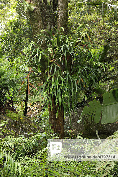 Geweihfarn (Platycerium)  auf Baum  Lamington Nationalpark  Queensland  Australien