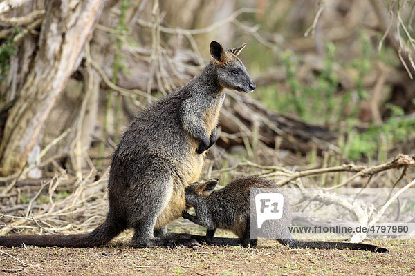 Sumpfwallaby (Wallabia bicolor)  Weibchen und Jungtier  Phillip Island  Australien