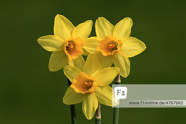 Narzissen  Osterglocken (Narcissus)  Blüten