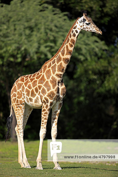 Netzgiraffe (Giraffa camelopardalis reticulata)  Jungtier  Afrika