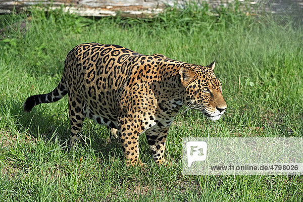 Jaguar (Panthera onca)  adult male  Pantanal  Brazil  South America