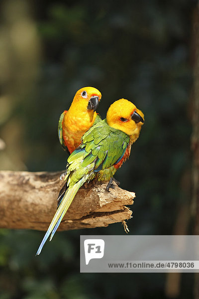 Jendayasittich (Aratinga solstitialis jandaya)  Paar auf Baum  Pantanal  Brasilien  Südamerika