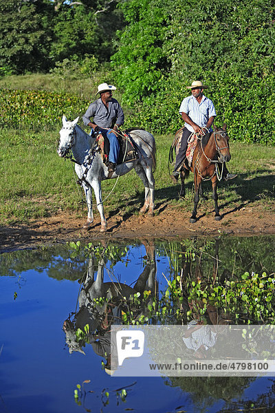 Pantanal Cowboys reiten Pantaneiro-Pferde  Pantanal  Brasilien  Südamerika
