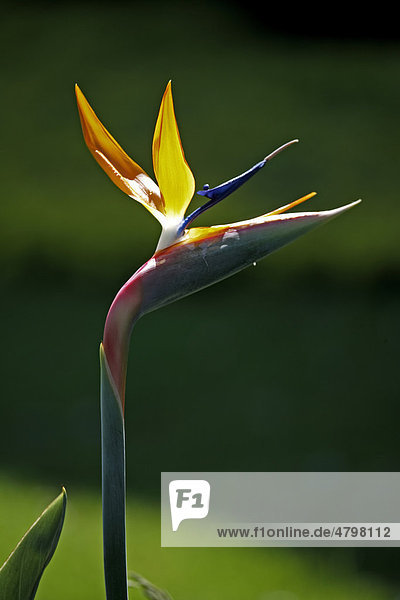 Paradiesvogelblume  auch Königs-Strelitzie oder Königin-Strelitzie (Strelitzia reginae)  Blüte  Brasilien  Südamerika
