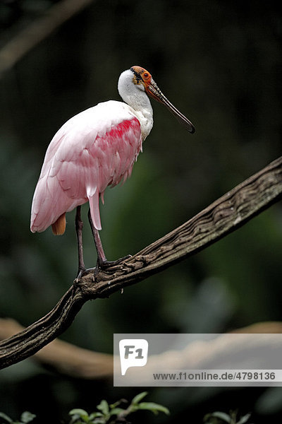Rosa Löffler (Ajaia ajaja)  Altvogel im Baum  Pantanal  Brasilien  Südamerika