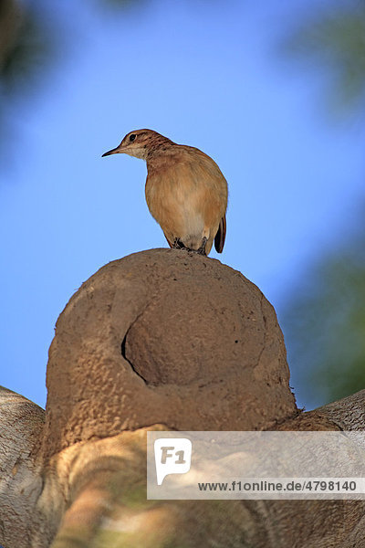 Rosttöpfer (Furnarius rufus)  Altvogel am Nest im Baum  Pantanal  Brasilien  Südamerika