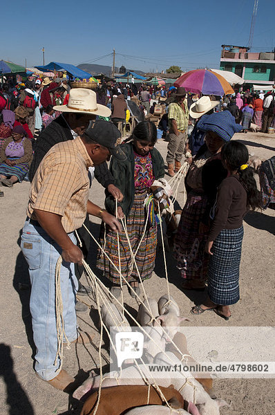 Animal market at San Francisco El Alto  Guatemala  Central America