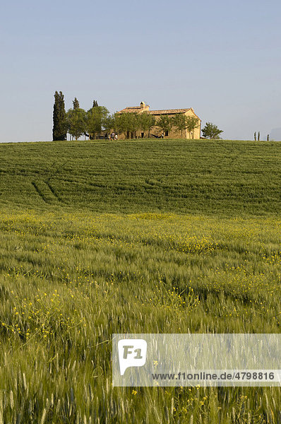 Landschaft in der Nähe von Pienza  Val d'Orcia  Provinz Siena  Toskana  Italien  Europa