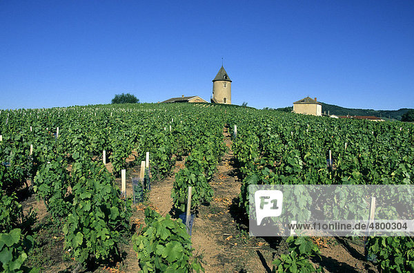 Weingut  Moulin-a-Vent  Beaujolais Weingebiet  DÈpartement RhÙne  Region RhÙne-Alpes  Frankreich  Europa
