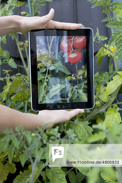 Ipad with tomatoes  reality and illusion