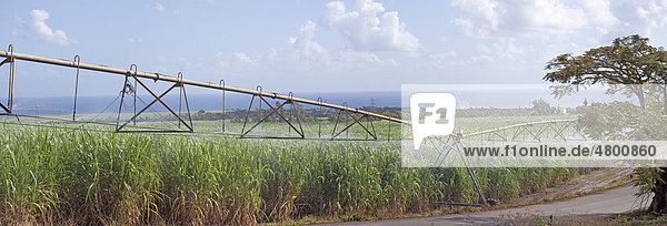 Panoramic view of sugarcane field being irrigated in Petite Riviere  Mauritius  Africa