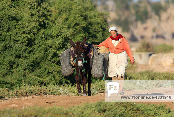 Esel  Alttier  mit Traglast  Frau läuft neben Esel auf Feldweg  Marokko  Afrika
