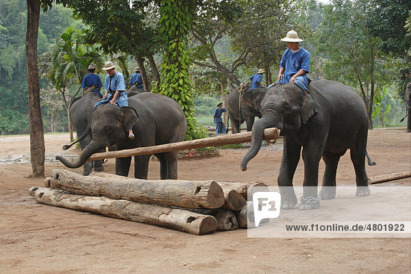 Asian Elephant (Elephas maximus)  adults  working with mahouts  moving logs  Elephant Conservation Centre  Thailand  Asia