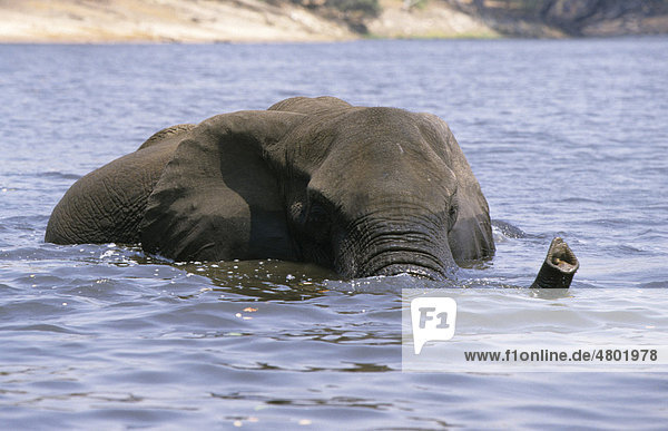 Afrikanischer Elefant (Loxodonta africana) im tiefen Wasser  Chobe National Park  Botswana  Afrika