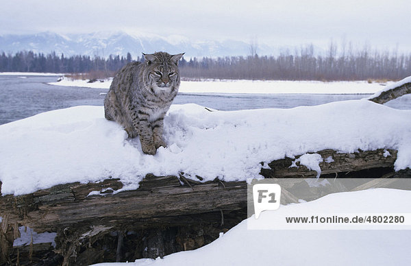 Rotluchs (Lynx rufus)  sitzt auf umgefallenem Baumstamm  Schnee  dahinter ein Fluss  Montana  USA  Amerika