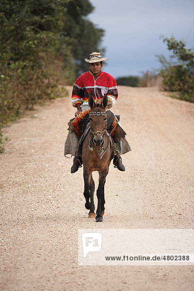 Pantanal cowboy  riding mule along road  Pantanal  Mato Grosso do sul  Brazil  South America  America