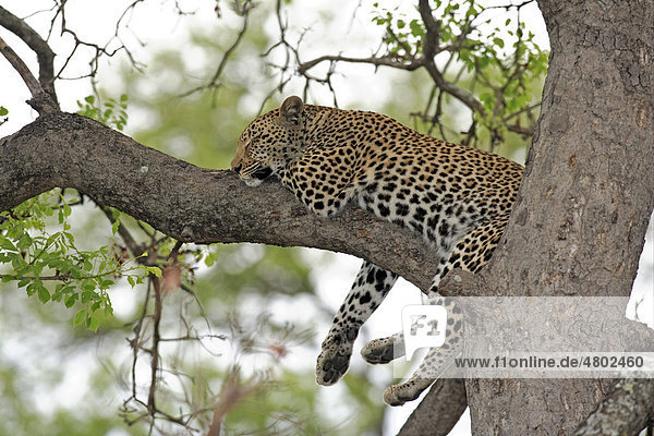 Leopard (Panthera pardus) Alttier auf Baum Sabi Sabi Wildreservat Kruger Nationalpark Südafrika