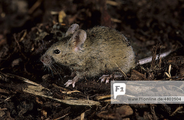 House Mouse (Mus musculus)  amongst dead vegetation