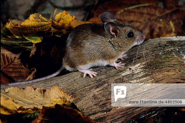 Wood Mouse (Apodemus sylvaticus)  on fallen branch