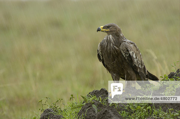 Raubadler oder Savannenadler (Aquila rapax)  Altvogel im Regen auf Termitenhügel  Masai Mara  Kenia  Africa
