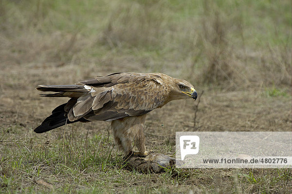 Raubadler oder Savannenadler (Aquila rapax)  Altvogel  beim Fressen von Aas  Masai Mara  Kenia  Africa