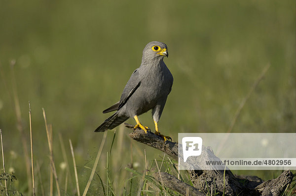 Graufalke (Falco ardosiaceus)  Altvogel auf Baumstumpf  Masai Mara  Kenia  Afrika
