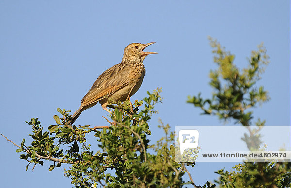 Rotnackenlerche (Mirafra africana)  singender Altvogel auf Ast  Ostkap  Südafrika  Afrika