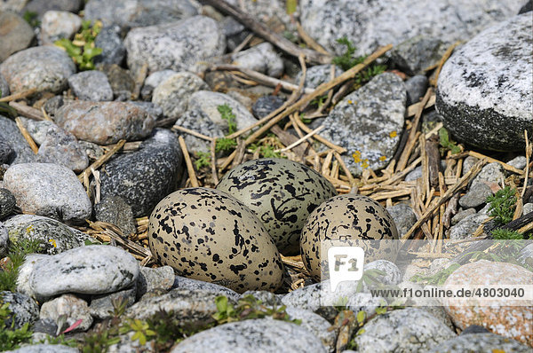 Austernfischer (Haematopus ostralegus)  drei Eier im Nest  North Uist  Äußere Hebriden  Schottland  Großbritannien  Europa
