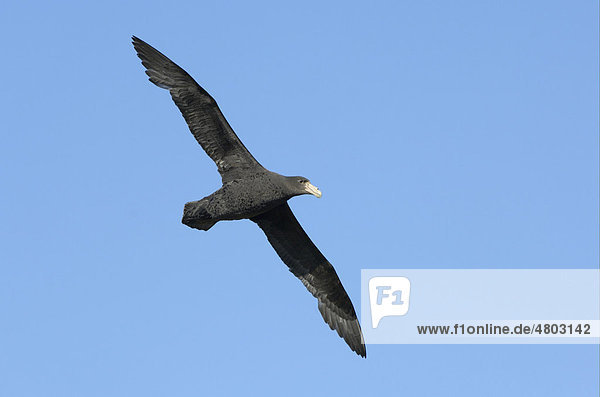 Riesensturmvogel oder Südlicher Riesensturmvogel (Macronectes giganteus)  Altvogel im Flug  Falkland-Inseln  Südatlantik