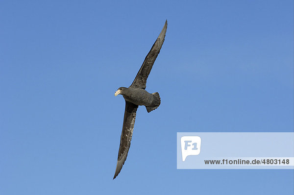 Riesensturmvogel oder Südlicher Riesensturmvogel (Macronectes giganteus)  Altvogel im Flug  Falkland-Inseln  Südatlantik